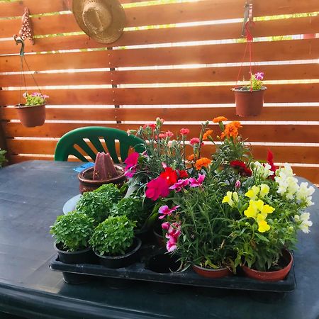 Apartament Giannoulis House 2 Vintage Preweza Zewnętrze zdjęcie